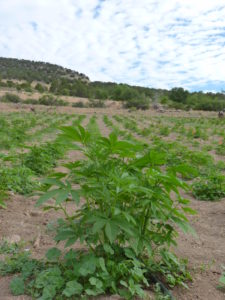 AllHemp Trading