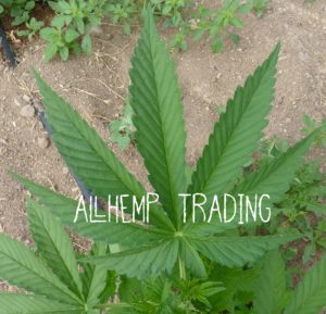 AllHemp Trading